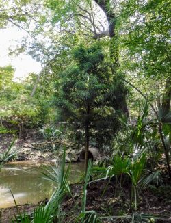 Bald Cypress tree installed in Dallas, TX by Treeland Nursery.