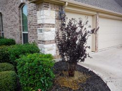 Black Diamond Crape Myrtle