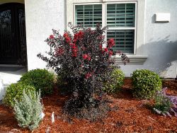 Black Diamond Crape Myrtle