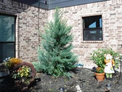 Burkii Eastern Red Cedar