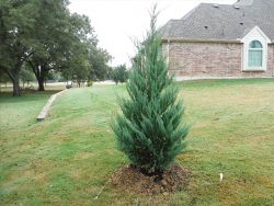 Burkii Eastern Red Cedar