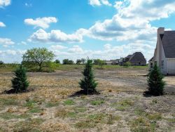 Burkii Eastern Red Cedar