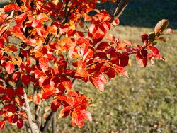 Centennial Crape Myrtle with Fall foliage.