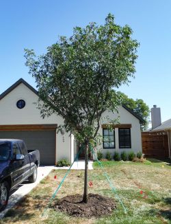 Chinese Pistachio tree planted in Dallas, TX.