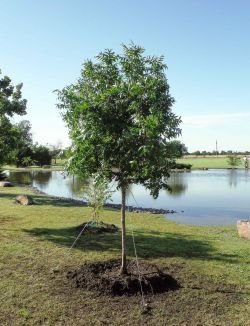 Chinese Pistachio trees for sale