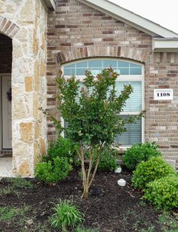 Red Rocket Crape Myrtle