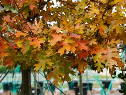 Red Oak Fall Foliage & Color