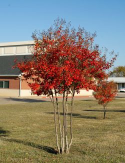 Beautiful Fall foliage on a Centennial Crape Myrtle.