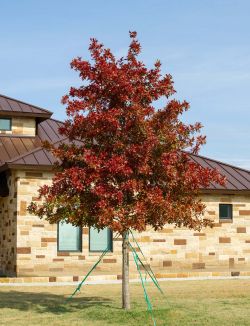 Red Oak tree with Fall Foliage.