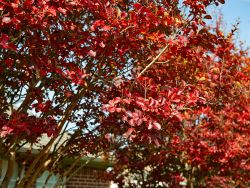 Muskogee Crape Myrtle with Fall foliage.