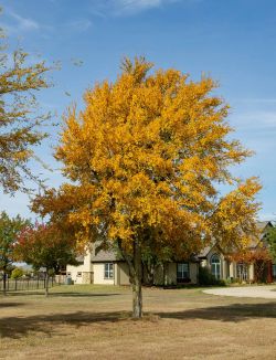 Cedar Elm Tree with Fall Colors
