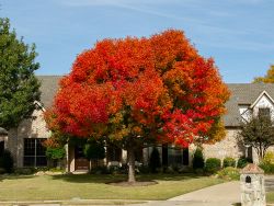 Stunning mature Chinese Pistachio tree with Fall foliage.