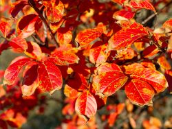 Natchez Crape Myrtle with Fall foliage.