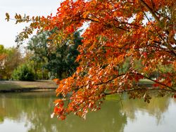 Natchez Crape Myrtle with Fall foliage.