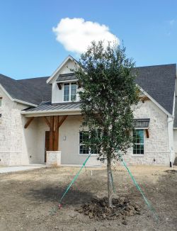 Live Oak tree Lucas, TX