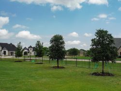 Live Oaks and Red Oaks installed in Parker, TX.