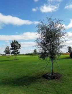 Live Oak tree