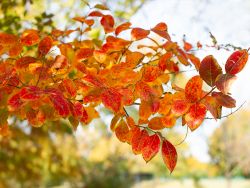Natchez Crape Myrtle with Fall foliage.