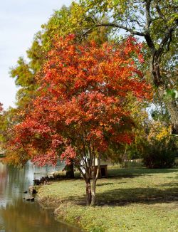 Natchez Crape Myrtle with Fall foliage.