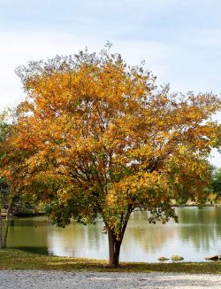 Natchez Crape Myrtle with Fall foliage.