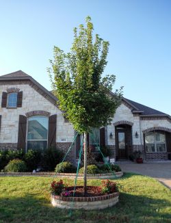 October Glory Maples are the best maples for North Texas.