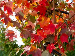 October Glory Maple leaves during the Fall