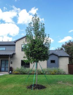 October Glory Maple planted in Dallas, TX