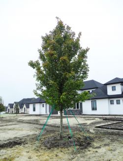 October Glory Maple planted in Southlake, TX