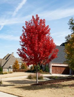 October Glory Maple tree with Fall Foliage