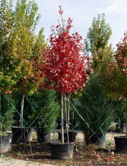 October Glory Maple photographed at Treeland Nursery