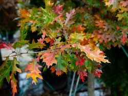 Red Oak Fall Foliage & Color