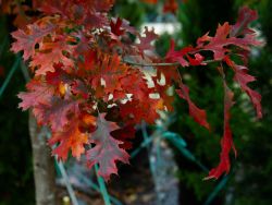 Red Oak Fall Foliage & Color