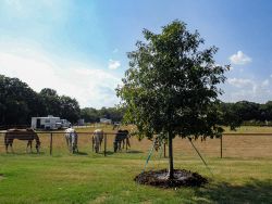 Red Oak tree planted at a horse ranch.