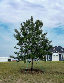 Red Oak tree planted in Argyle, TX by Treeland Nursery.