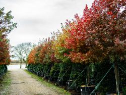 Red Oak Fall Foliage & Color