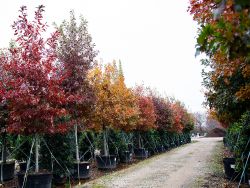 Red Oak Fall Foliage & Color