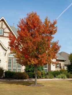 Red Oak tree transitioning during the Fall.