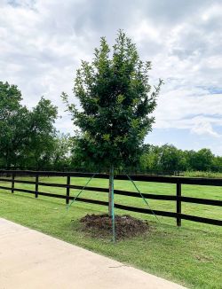 Red Oak tree planted in DFW by Treeland Nursery.