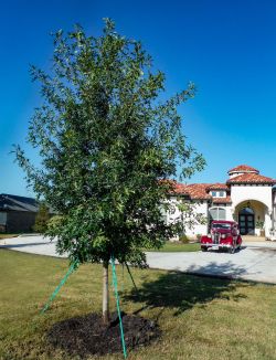 Red Oak tree planted in Lucas, Texas by Treeland Nursery.