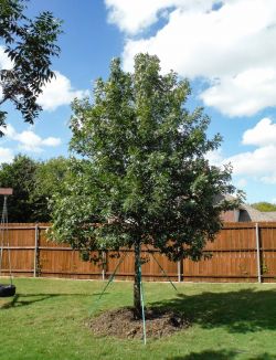 Large Red Oak tree planted in a backyard in Dallas, Tx.