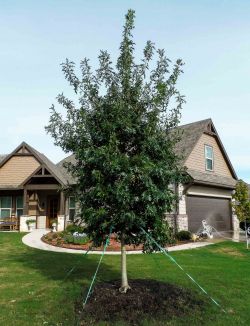 Red Oak tree planted in Dallas Fort Worth area by Treeland Nursery.