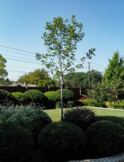 Texas Ash Tree Dallas, TX.