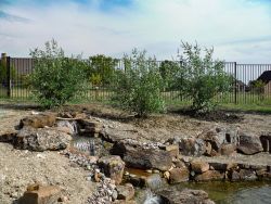 Vitex Trees Prosper, TX