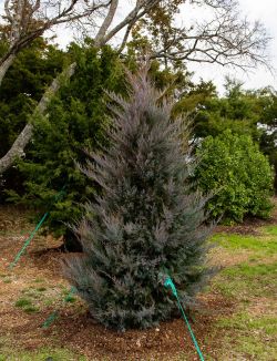 Eastern Red Cedar 'Burkii'