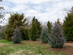 Eastern Red Cedar 'Burkii'