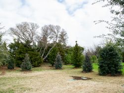 Eastern Red Cedar 'Burkii'