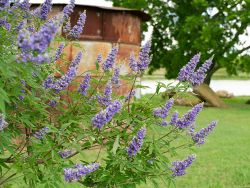 vitex tree shoal creek, chaste tree