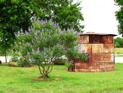 Vitex tree