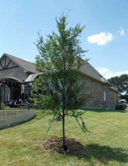 Allee elm tree installed by Treeland Nursery.