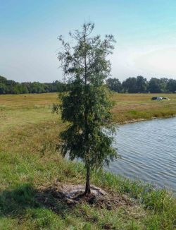 Young bald cypress tree installed along a pond by Treeland Nursery.